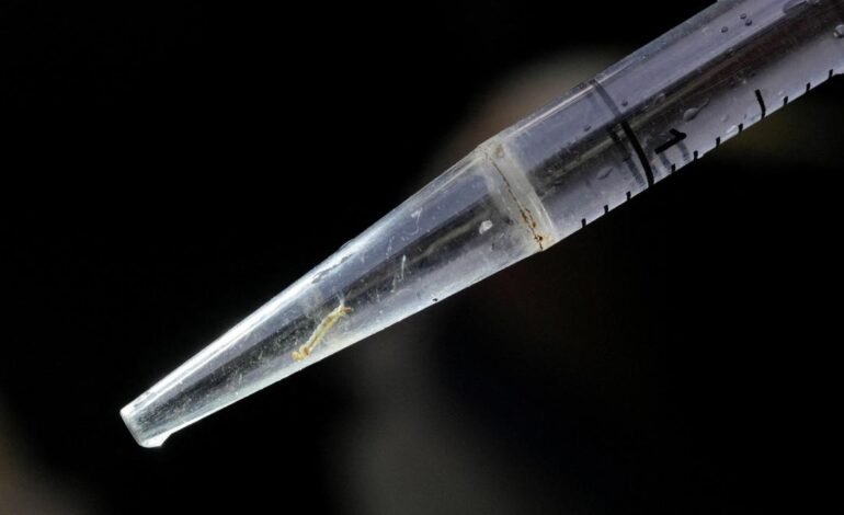 Sri Lanka to appoint military-led dengue monitoring unit amid surge in cases