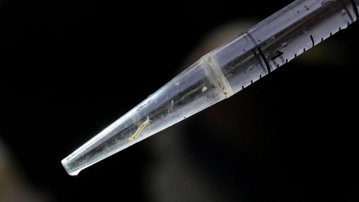 Sri Lanka to appoint military-led dengue monitoring unit amid surge in cases